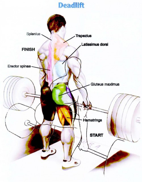 deadlift muscles