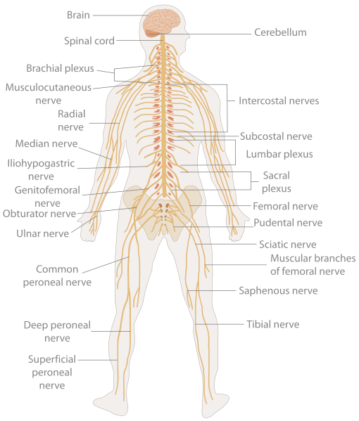 Nervous System