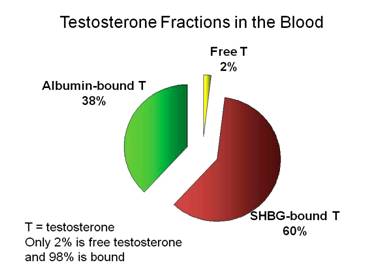 free vs bound testosterone