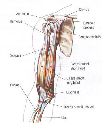 Biceps anatomy