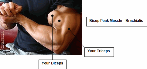 Brachialis muscle