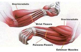 Forearm muscles extensors flexors