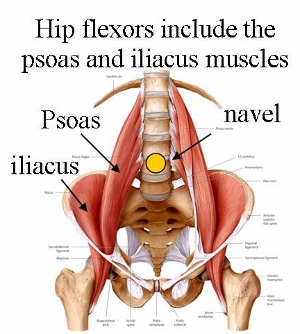 Hip flexor muscles