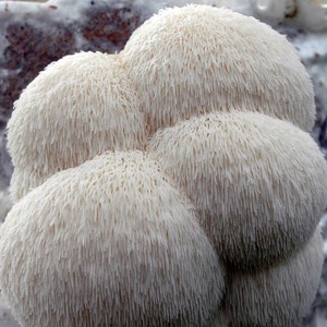 Lion’s Mane Mushroom