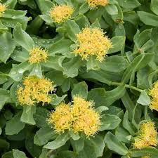 Rhodiola Rosea