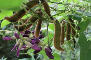 Mucuna Pruriens