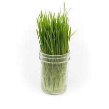 wheatgrass