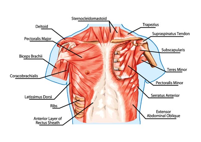 chest muscle anatomy