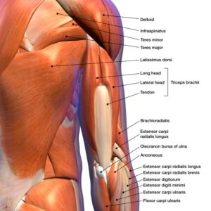 13 Best Rear Deltoid Exercises for Muscle Mass and Symmetry